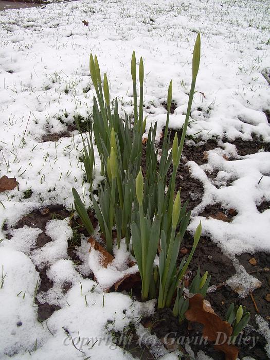 Bursting forth from Snow, Greenwich Park IMGP7581p.JPG